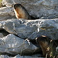 Marmota camtschatica