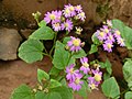 Pericallis echinata