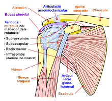 Shoulder joint-ca.svg