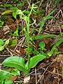 Liparis hawaiensis (Hawaï, USA)