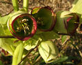 smjerdźaca čemjerca (Helleborus foetidus)