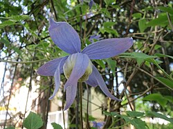 Clematis alpina