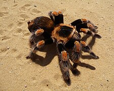 La mygale à genoux rouges (Brachypelma smithi), une Mygalomorphae.