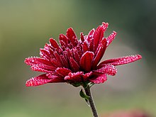 Fleur bien rouge recouverte de petites perles d'eau.