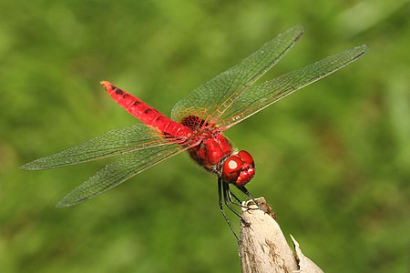 Urothemis signata (ആൺതുമ്പി)