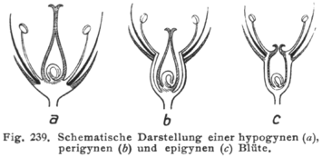 Schematisk återgivning av hypogyn, perigyn och epigyn blomma.