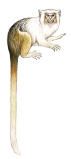 Mico intermedius