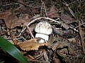 Leccinum variicolor