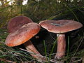 !Lactarius rufus!