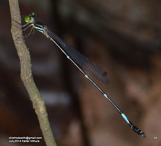 Protosticta ponmudiensis (ആൺതുമ്പി)