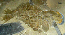 ROM-BurgessShale-CompleteAnomalocarisFossil.png