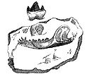 Image 11Illustration of the fossil jaw of the Stonesfield mammal from Gideon Mantell's 1848 Wonders of Geology (from History of paleontology)