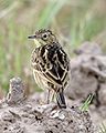 Yellowish pipit