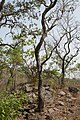 Prosopis africana est appelé « l'arbre de fer », car il peut résister au feu et aux termites; on utilise son bois dur pour fabriquer le djembé.