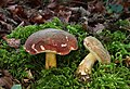 Cuticule pruineuse (Boletus pruinatus)