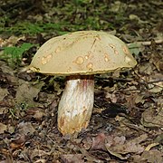 Le Bolet dépoli (Hemileccinum impolitum), comestible moyen.