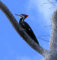 Pileated Woodpecker - Jonathan Dickinson State Park