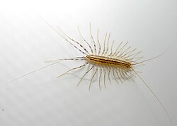 Scutigera coleoptrata