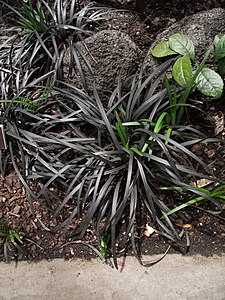 Ophiopogon planiscapus nigrescens, SUA