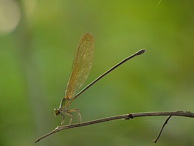 Vestalis gracilis (പെൺതുമ്പി)