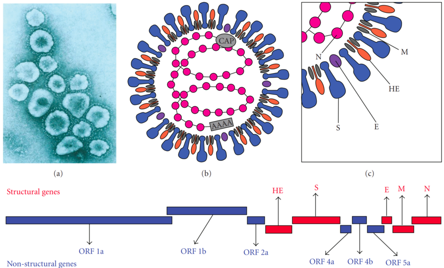 Virionul coronavirusului murin (MHV) și genomul său: (a) Microfotografie electronică ale particulelor de coronavirus. (b, c) Schema organizării proteinelor structurale ale virionului MHV; Virionul MHV este pleomorf și conține un complex intern format din genomul ARN helical și proteina nucleocapsidală (N), înconjurat de un înveliș extern care conține peplomere glicoproteice - glicoproteina S (proteina structurală a spiculelor) - și proteina E de înveliș, hemaglutinin-esterază (HE) și proteină de membrană (M). (d) Organizarea gemomică a virusului MHV; genele structurale sunt prezentate cu litere roșii și genele nestructurale cu litere albastre.[7]