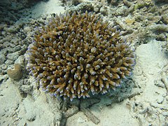 Acropora latistella