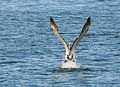 Australian pelican taking off in Blackwattle Bay, Sydney New South Wales