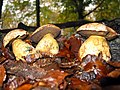 Boletus junquilleus