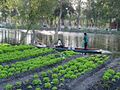 Aktuální fotografie chinampas