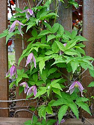 Clematis alpina 'Columella'