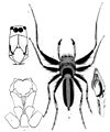 Cosmophasis micarioides L. Koch (dibujado por L. Koch 1880)