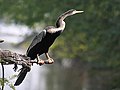 Oriental darter