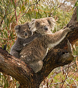 Phascolarctos cinereus ~ Koalol (Phascolarctidae)