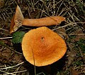 Lactarius aurantiacus