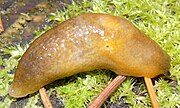 Lemon slug