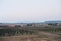 Penedès eskualdeko mahastiak eta atzealdean Montserrat mendilerroa.