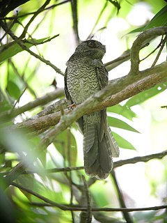 Description de l'image Barred Owlet-Nightjar.jpg.