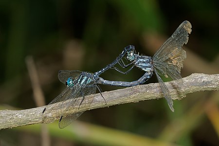 Hylaeothemis apicalis (ഇണചേരുന്നു)