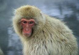 Singe à fourrure épaisse vu de face