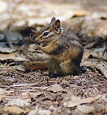 Least Chipmunk1com.jpg