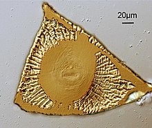 Striae-patroon rond de anus (perinaalpatroon) van een mannelijk Meloidogyne incognita-aaltje