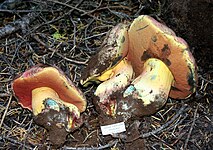 Rubroboletus haematinus