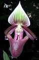 Paphiopedilum superbiens