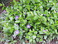 Vinca major