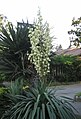 Tsáʼásziʼ nteelí (Yucca gloriosa)