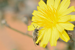 Andrena aegyptiaca