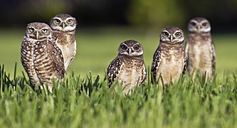 Groupe de cinq chevêches au sol