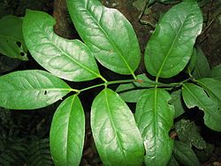 Austrobaileya scandens.