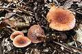 Lactarius camphoratus