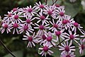 Pericallis webbii